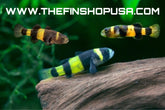 PACK OF 10 - BUMBLEBEE GOBY - BRACHYGOBIUS XANTHOZONUS